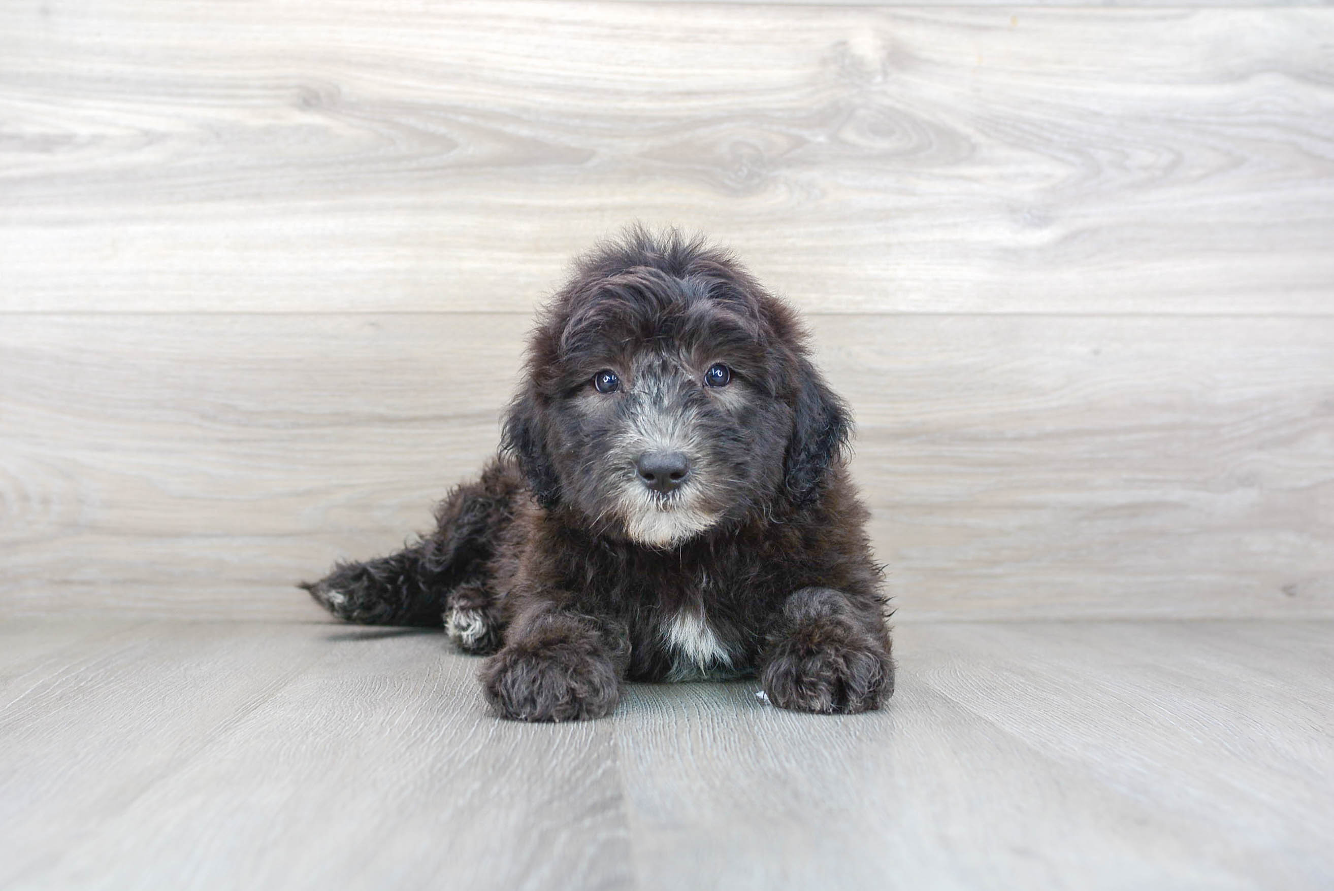 Mini Sheepadoodle Pup Being Cute