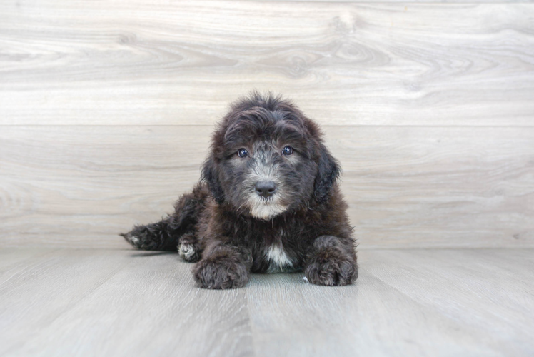 Mini Sheepadoodle Pup Being Cute