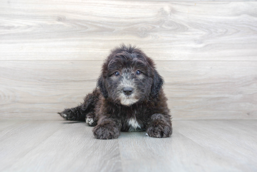 Mini Sheepadoodle Pup Being Cute