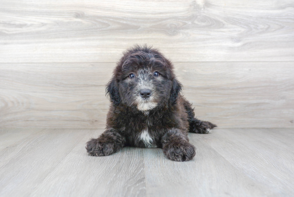 Best Mini Sheepadoodle Baby