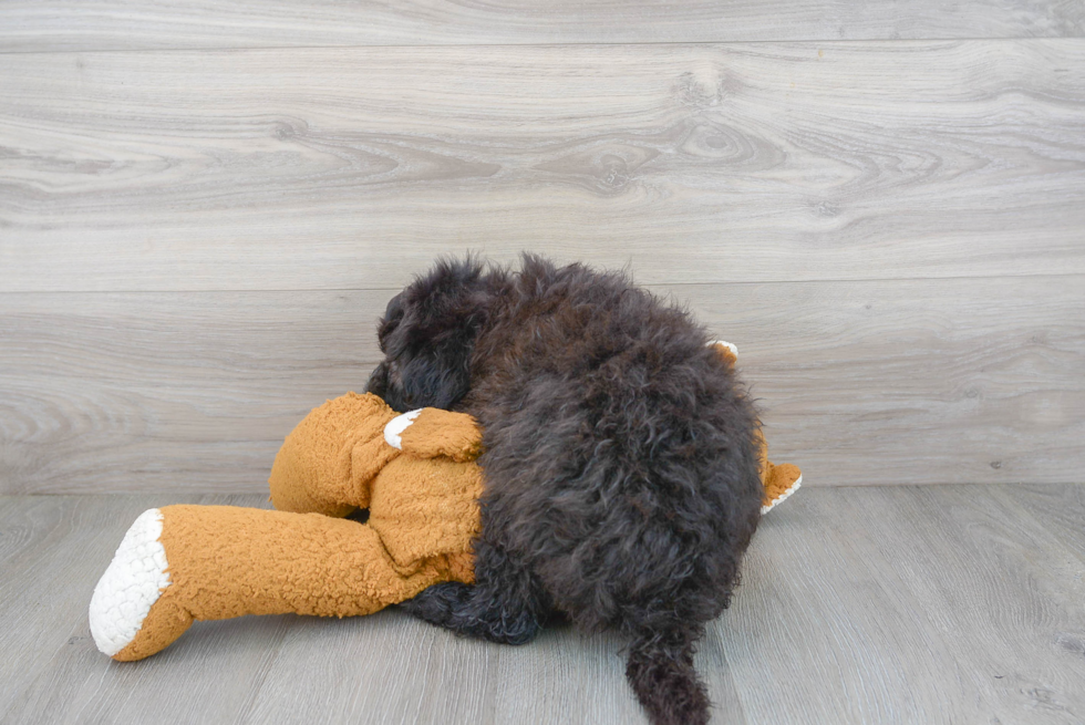 Mini Sheepadoodle Puppy for Adoption