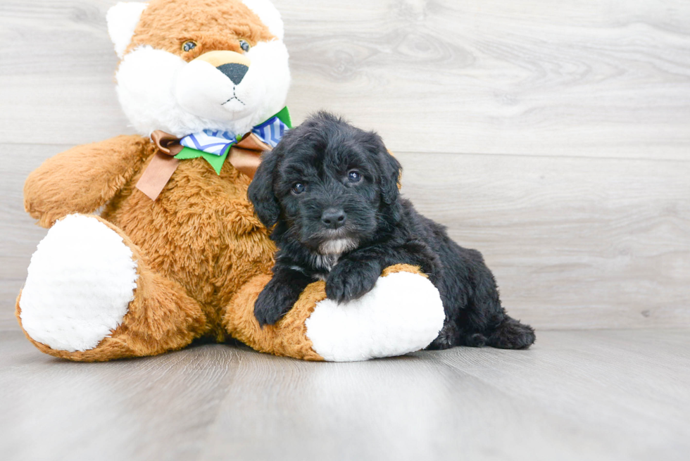 Cute Mini Sheepadoodle Baby