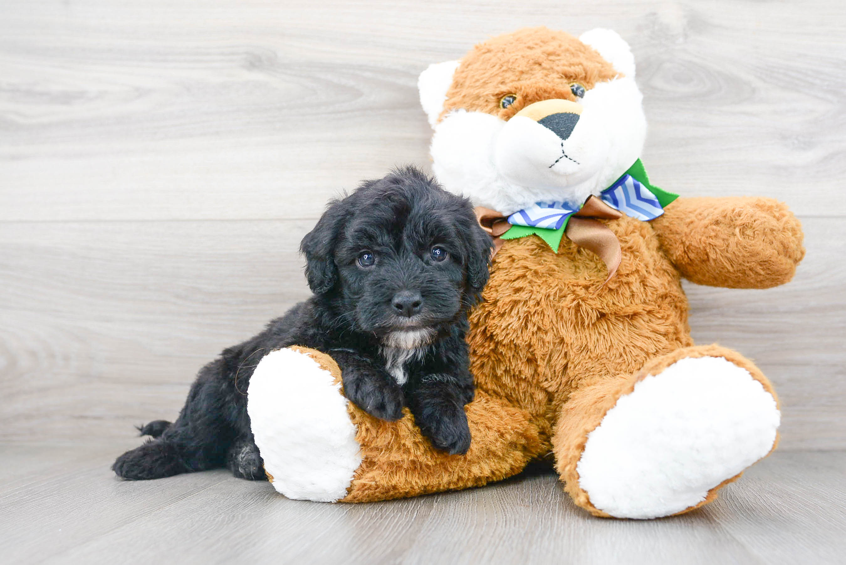 Best Mini Sheepadoodle Baby