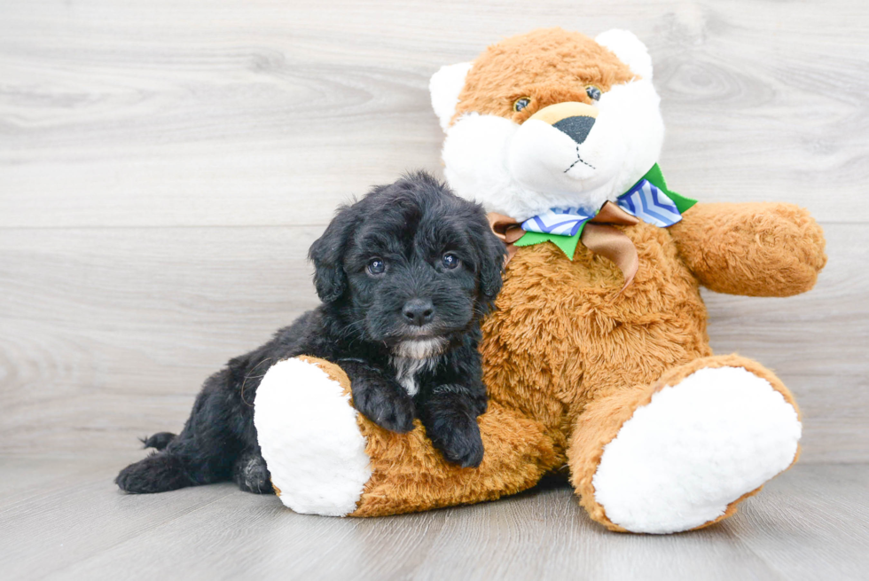 Best Mini Sheepadoodle Baby