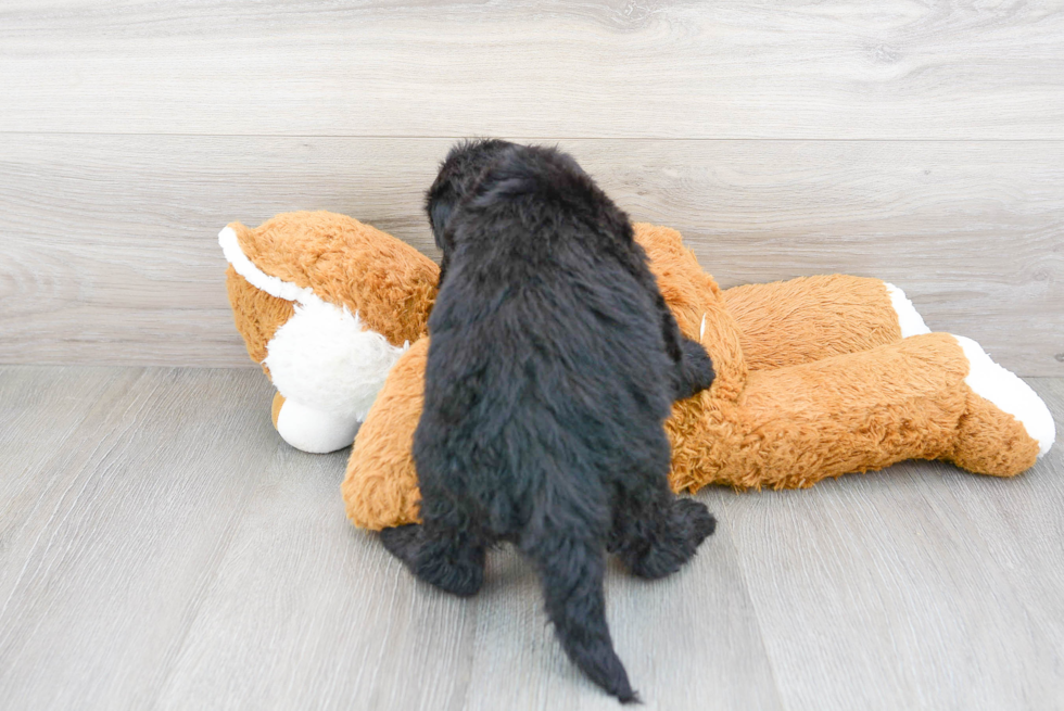 Petite Mini Sheepadoodle Poodle Mix Pup