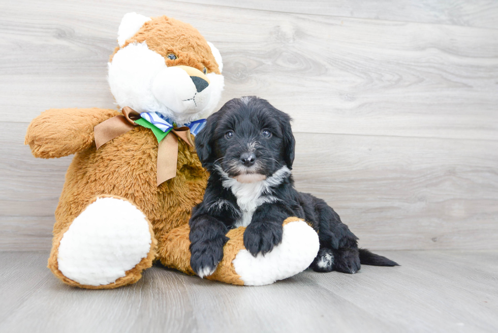 Playful Sheep Dog Poodle Mix Puppy