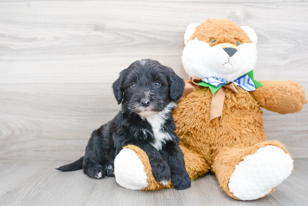 Hypoallergenic Sheep Dog Poodle Mix Puppy