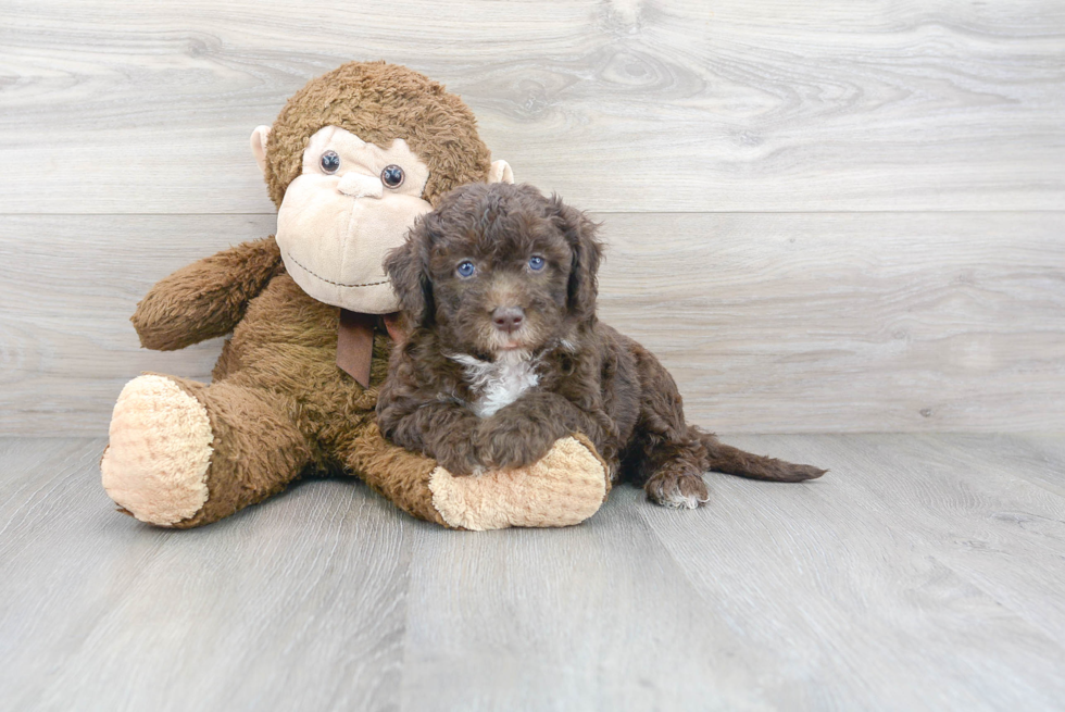 Mini Sheepadoodle Pup Being Cute