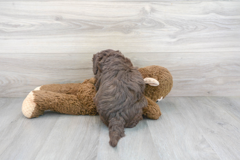 Popular Mini Sheepadoodle Poodle Mix Pup