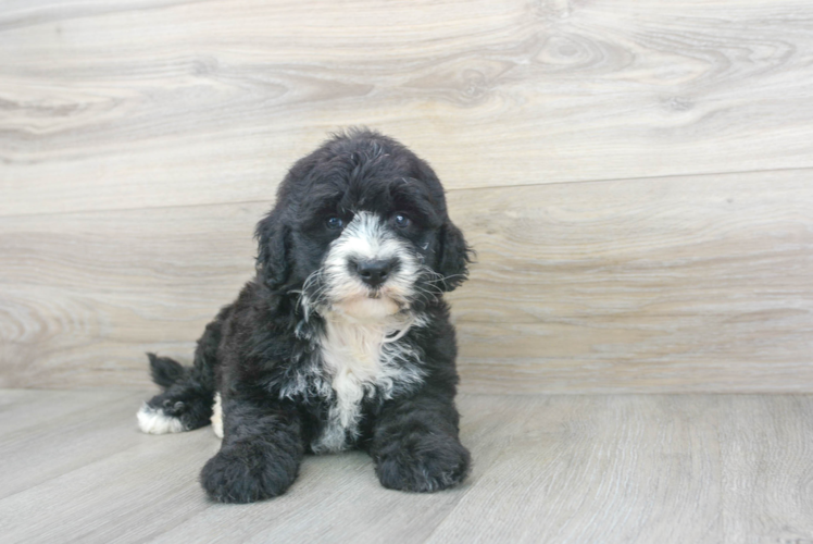 Cute Mini Sheepadoodle Baby