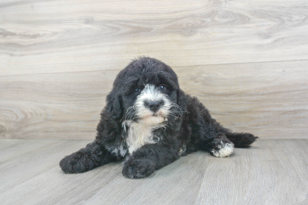 Mini Sheepadoodle Puppy for Adoption