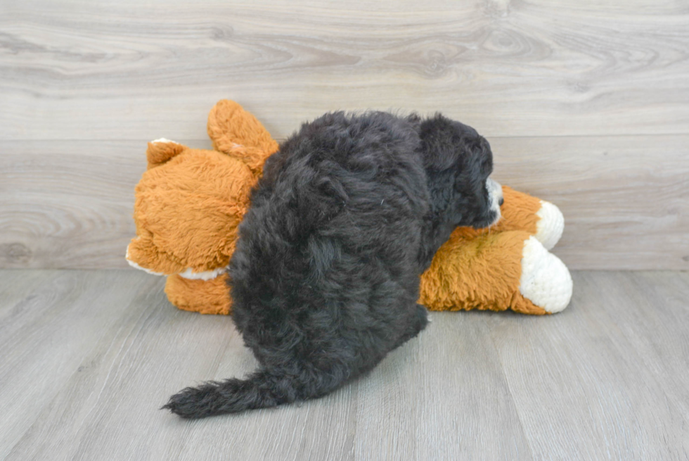 Smart Mini Sheepadoodle Poodle Mix Pup