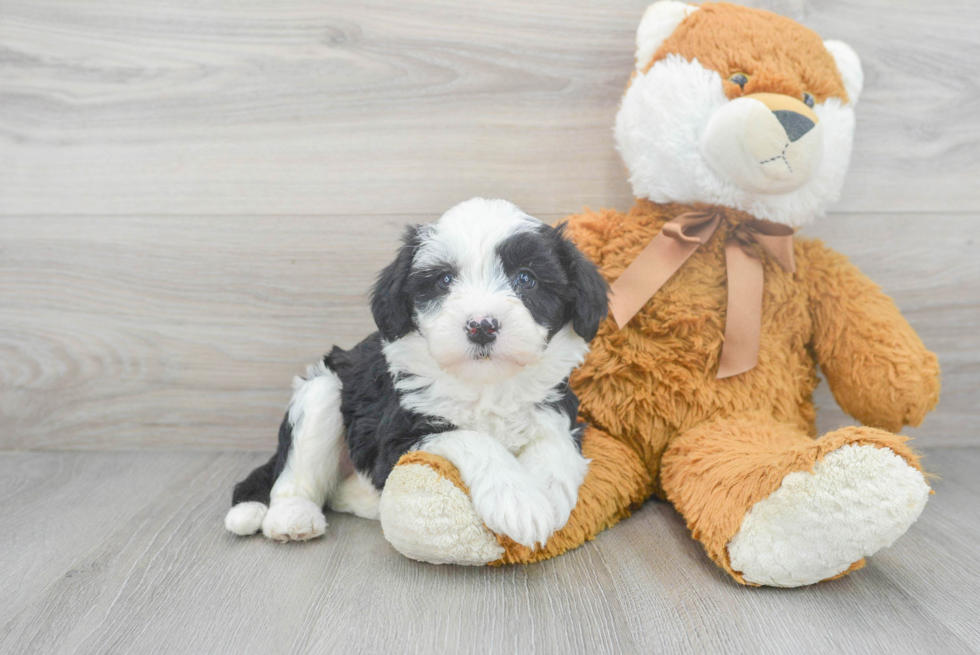 Mini Sheepadoodle Puppy for Adoption