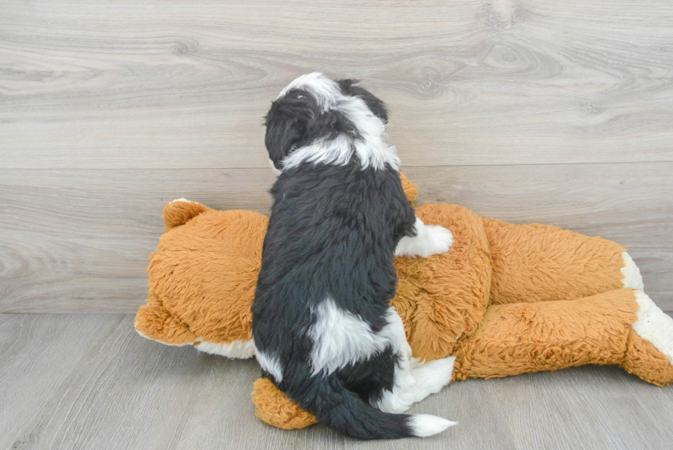 Funny Mini Sheepadoodle Poodle Mix Pup