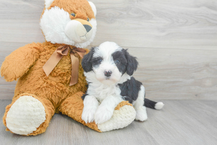 Friendly Mini Sheepadoodle Baby