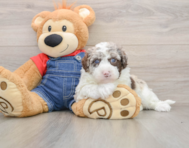 5 week old Mini Sheepadoodle Puppy For Sale - Premier Pups