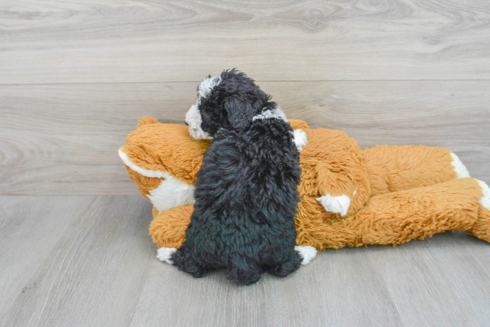 Popular Mini Sheepadoodle Poodle Mix Pup