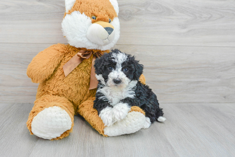 Best Mini Sheepadoodle Baby