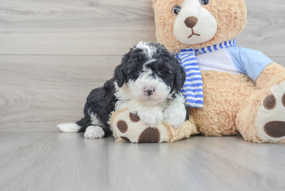 Mini Sheepadoodle Pup Being Cute