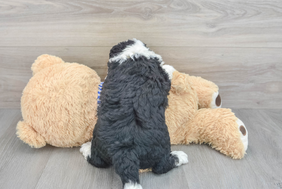 Fluffy Mini Sheepadoodle Poodle Mix Pup