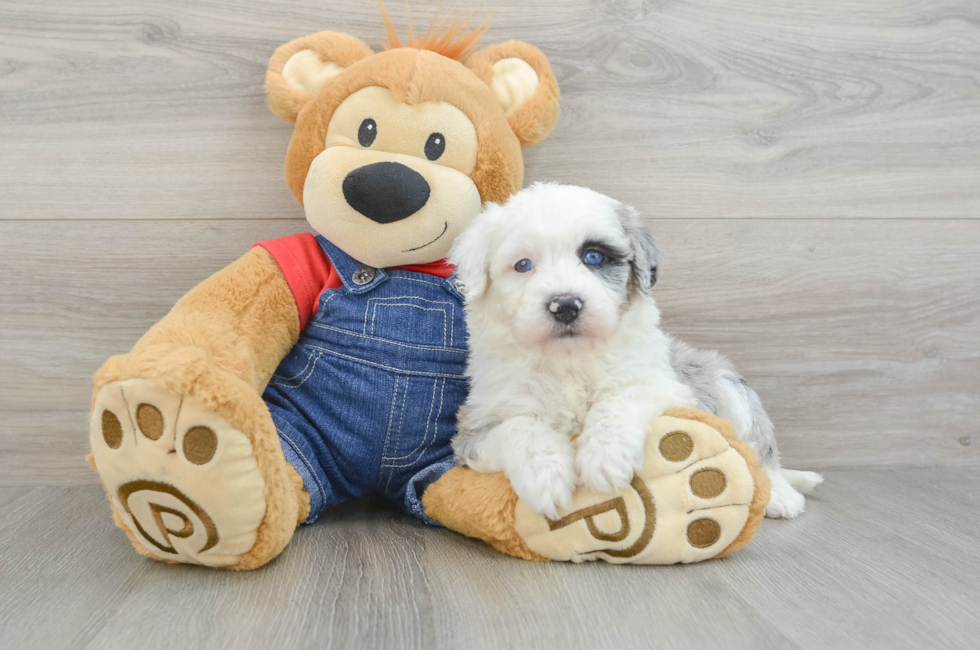 5 week old Mini Sheepadoodle Puppy For Sale - Premier Pups