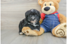 Mini Sheepadoodle Puppy for Adoption