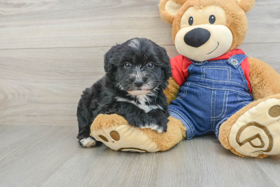 Mini Sheepadoodle Puppy for Adoption