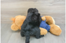Petite Mini Sheepadoodle Poodle Mix Pup