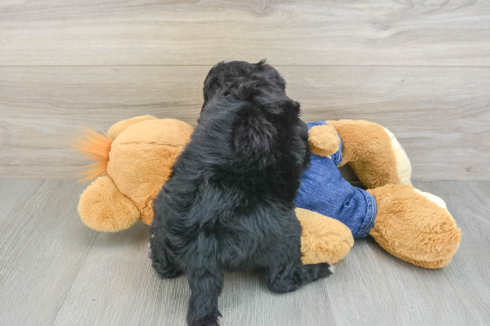 Petite Mini Sheepadoodle Poodle Mix Pup