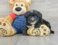 7 week old Mini Sheepadoodle Puppy For Sale - Premier Pups