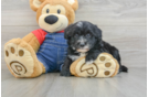 Popular Mini Sheepadoodle Poodle Mix Pup