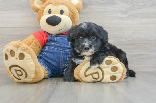 Popular Mini Sheepadoodle Poodle Mix Pup