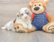 6 week old Mini Sheepadoodle Puppy For Sale - Premier Pups
