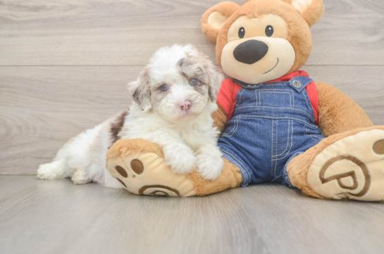 Smart Mini Sheepadoodle Poodle Mix Pup