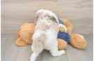 Mini Sheepadoodle Puppy for Adoption