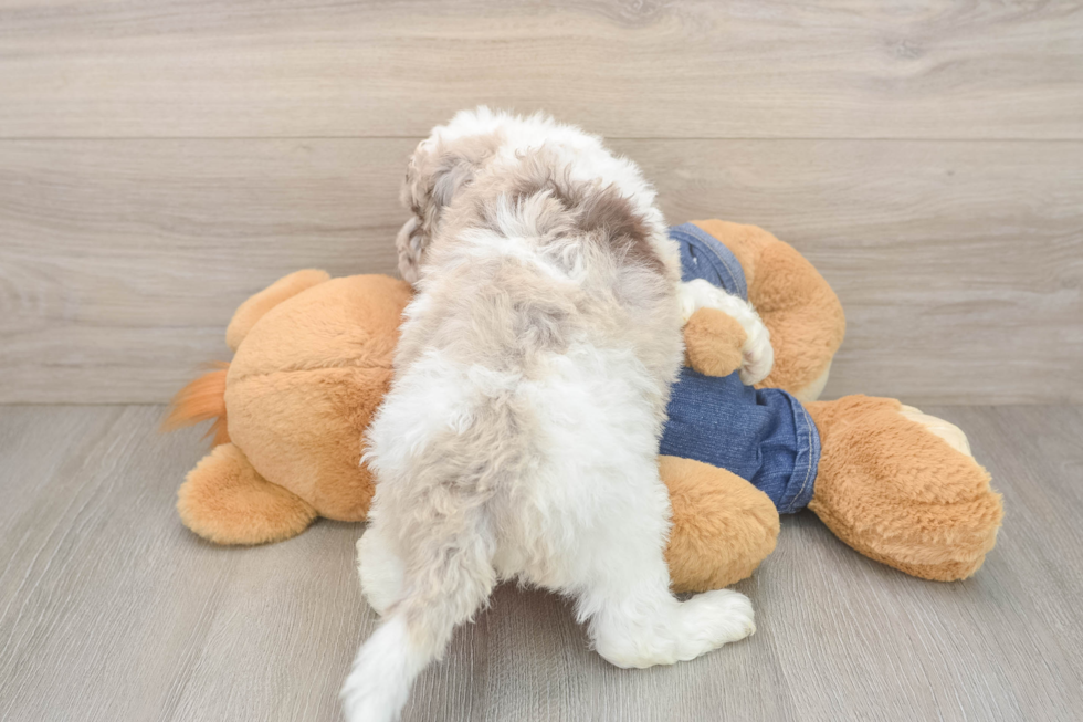 Mini Sheepadoodle Puppy for Adoption