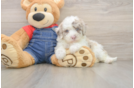 Best Mini Sheepadoodle Baby