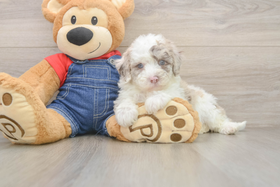 Best Mini Sheepadoodle Baby