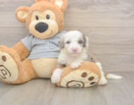 8 week old Mini Sheepadoodle Puppy For Sale - Premier Pups