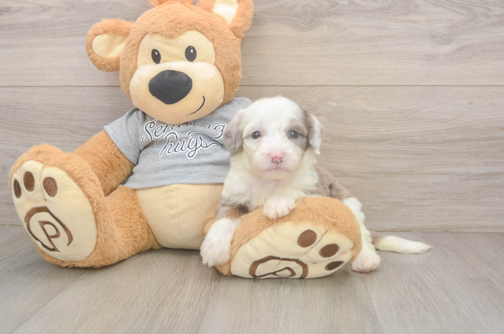 5 week old Mini Sheepadoodle Puppy For Sale - Premier Pups