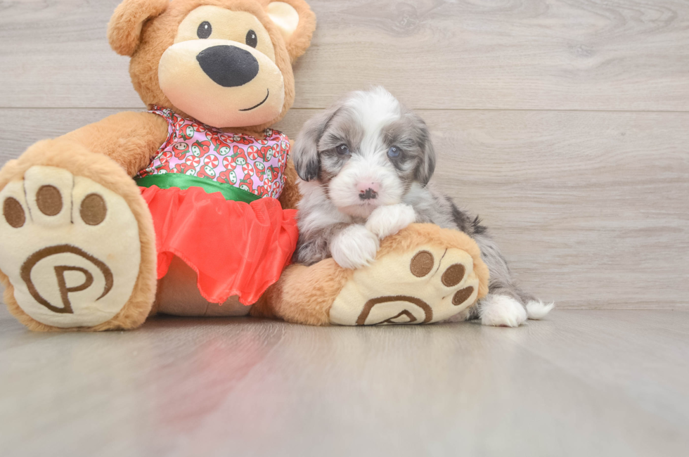 5 week old Mini Sheepadoodle Puppy For Sale - Premier Pups