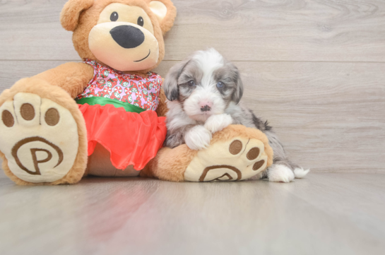 Friendly Mini Sheepadoodle Baby