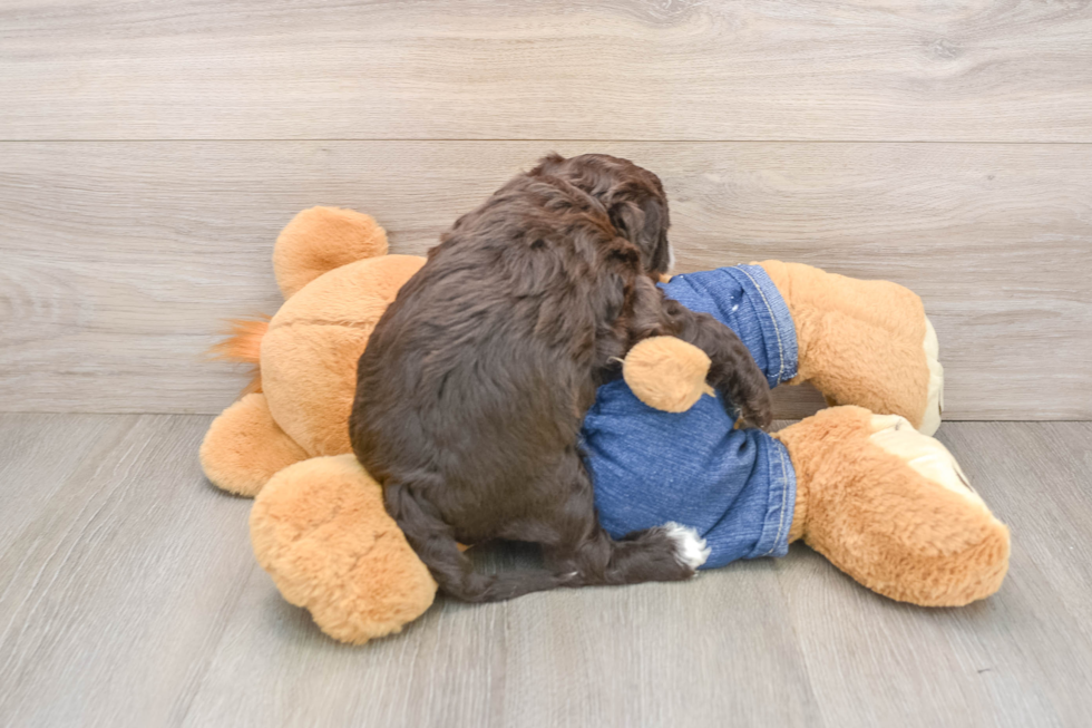 Funny Mini Sheepadoodle Poodle Mix Pup