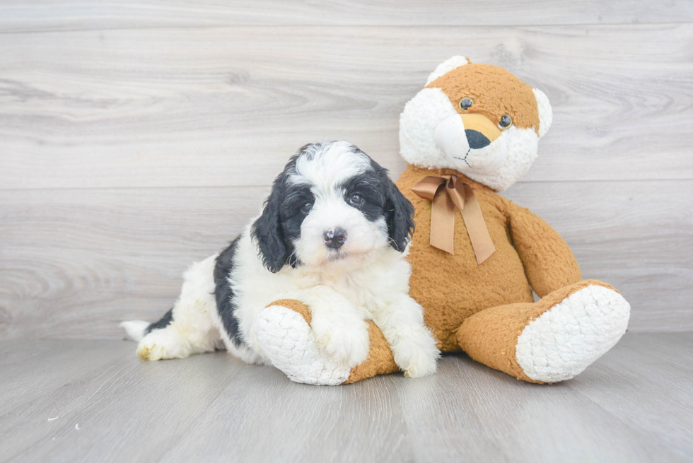 Best Mini Sheepadoodle Baby