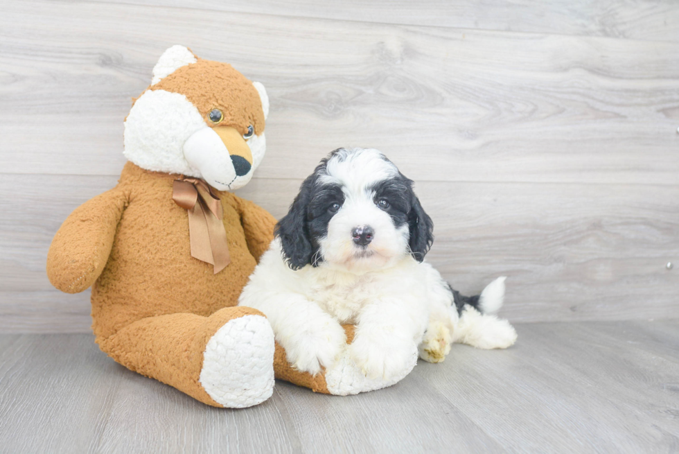 Smart Mini Sheepadoodle Poodle Mix Pup