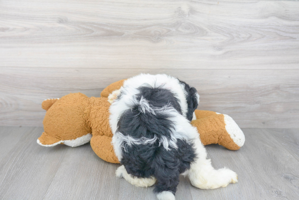 Mini Sheepadoodle Pup Being Cute