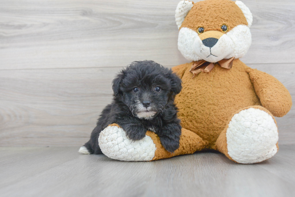 Cute Mini Sheepadoodle Baby