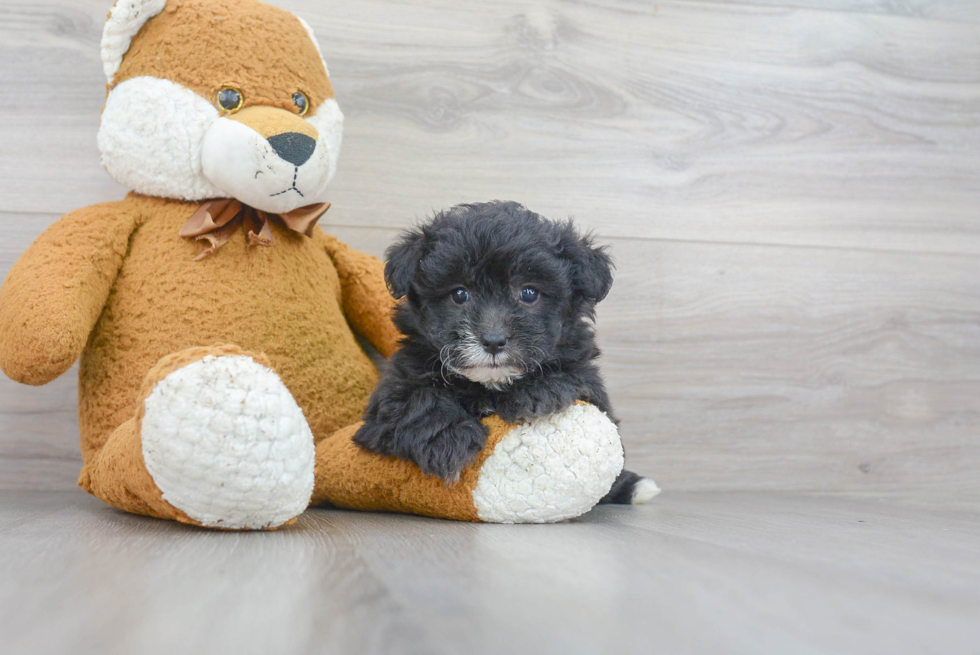 Best Mini Sheepadoodle Baby