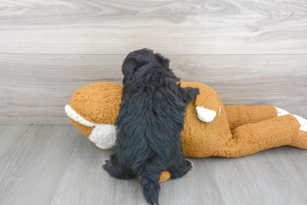 Best Mini Sheepadoodle Baby