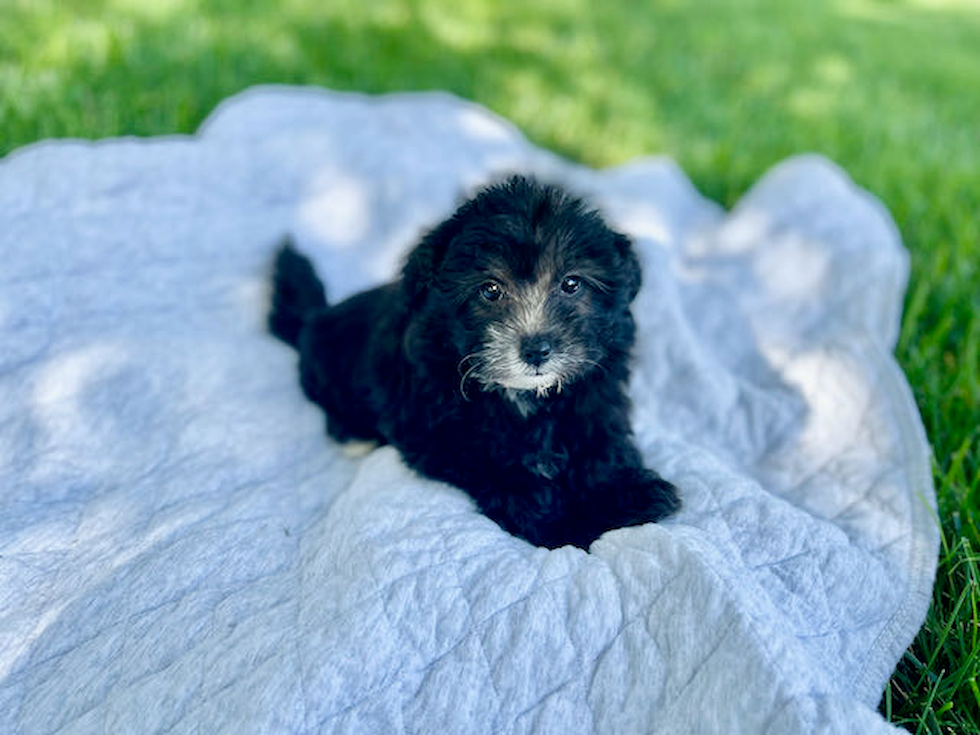 Mini Sheepadoodle Puppy for Adoption